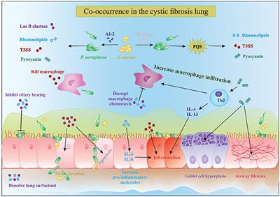 In vivo and In vitro Interactions between Pseudomonas aeruginosa and Staphylococcus spp.